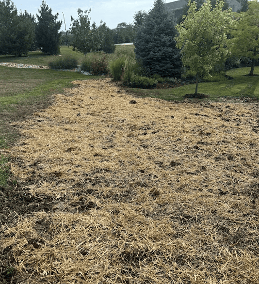 Seeded Lawn