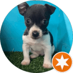 Chuck Review