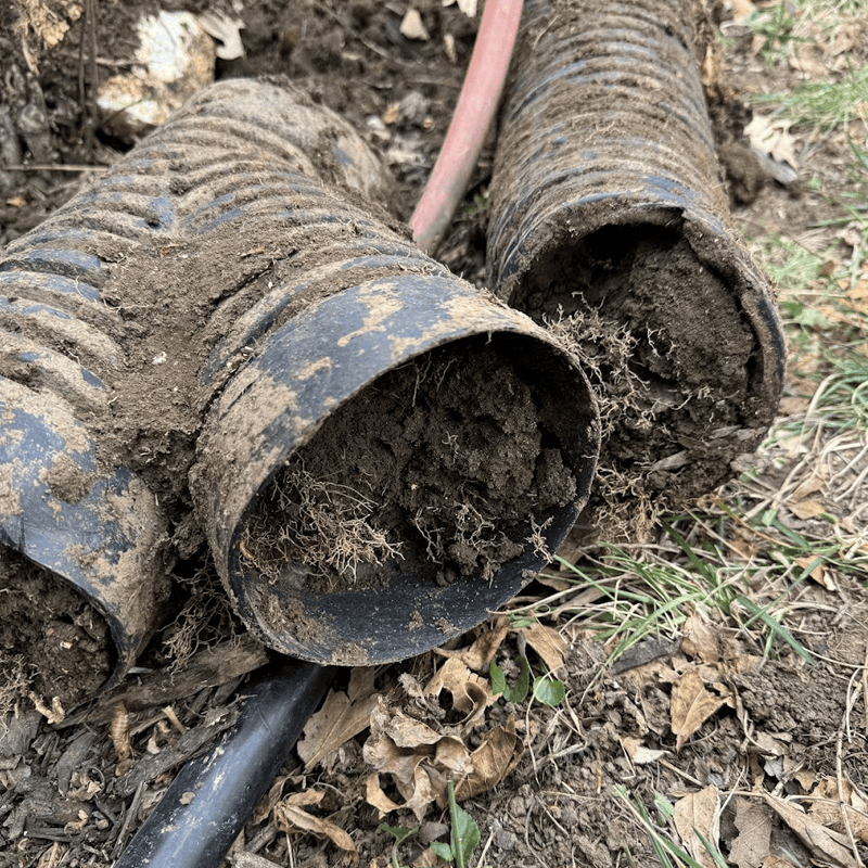 french drain mistake - roots in pipe