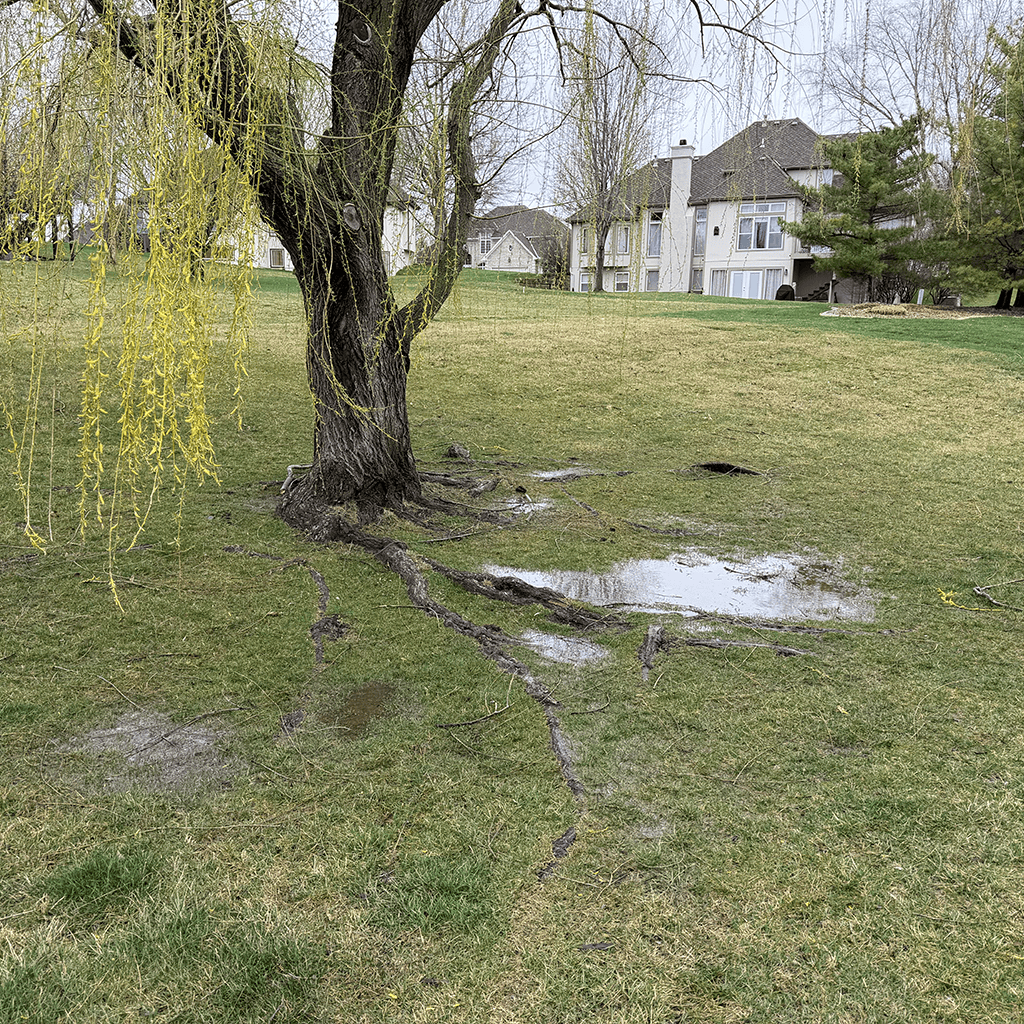 soggy yard under tree