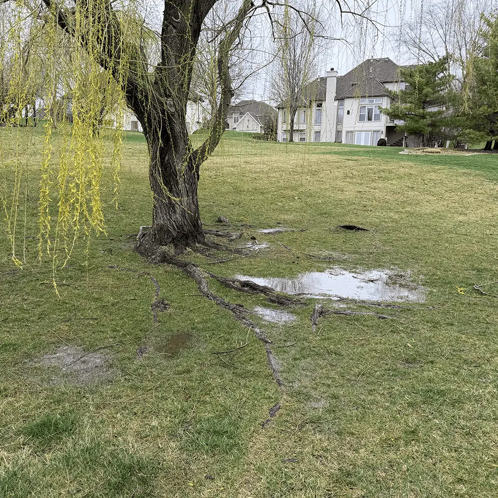 soggy yard under tree