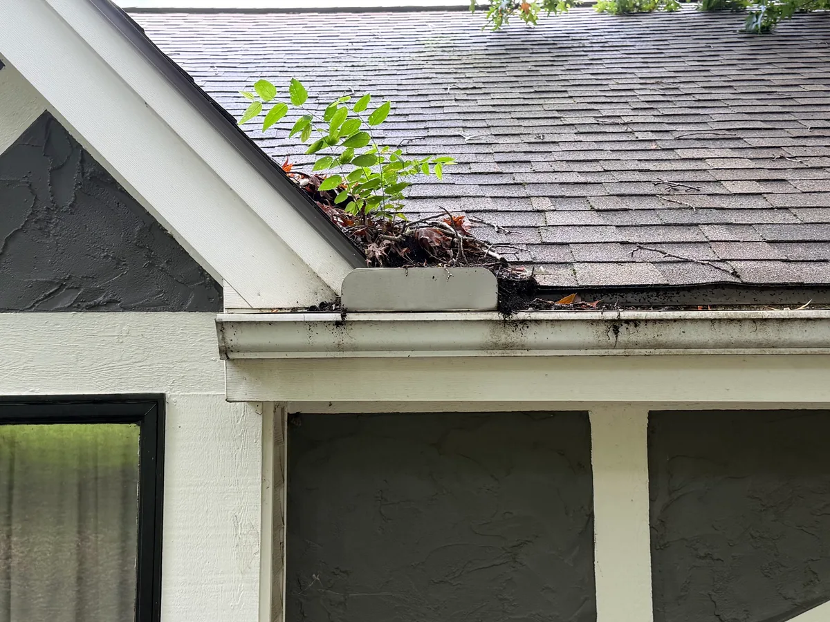 Leaf debris and silt packed along the roofline where the gutter meets the shingles