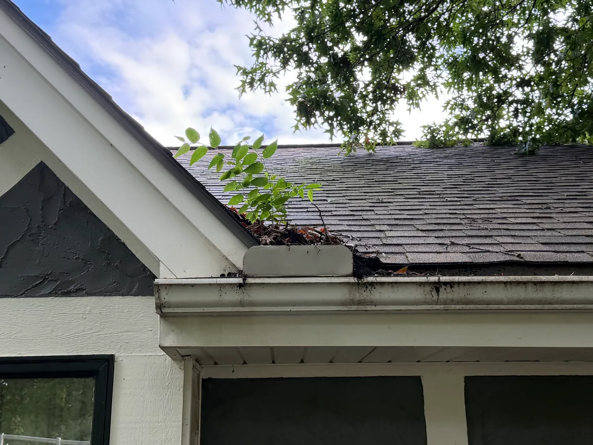 A tree sapling growing out of a clogged gutter, roots held in packed leaf debris